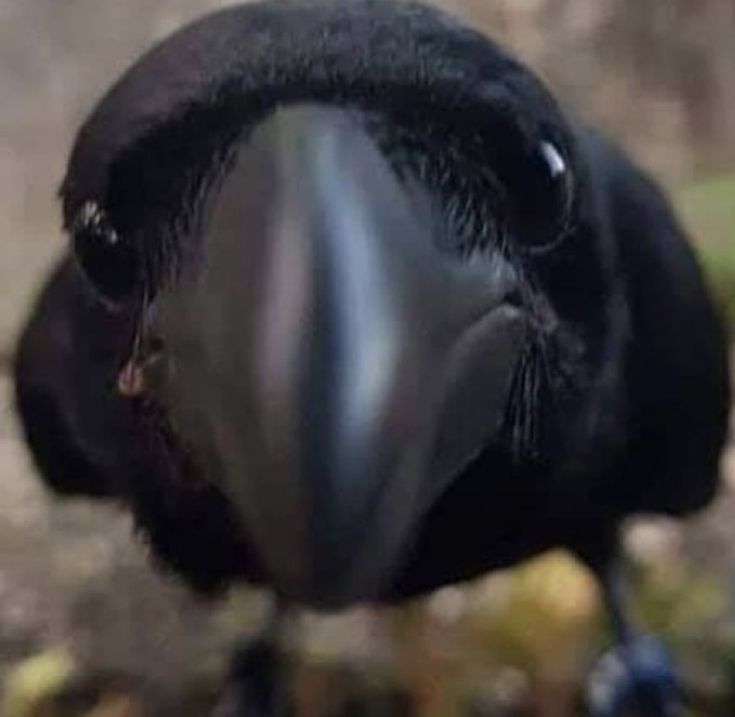 Minha imagem